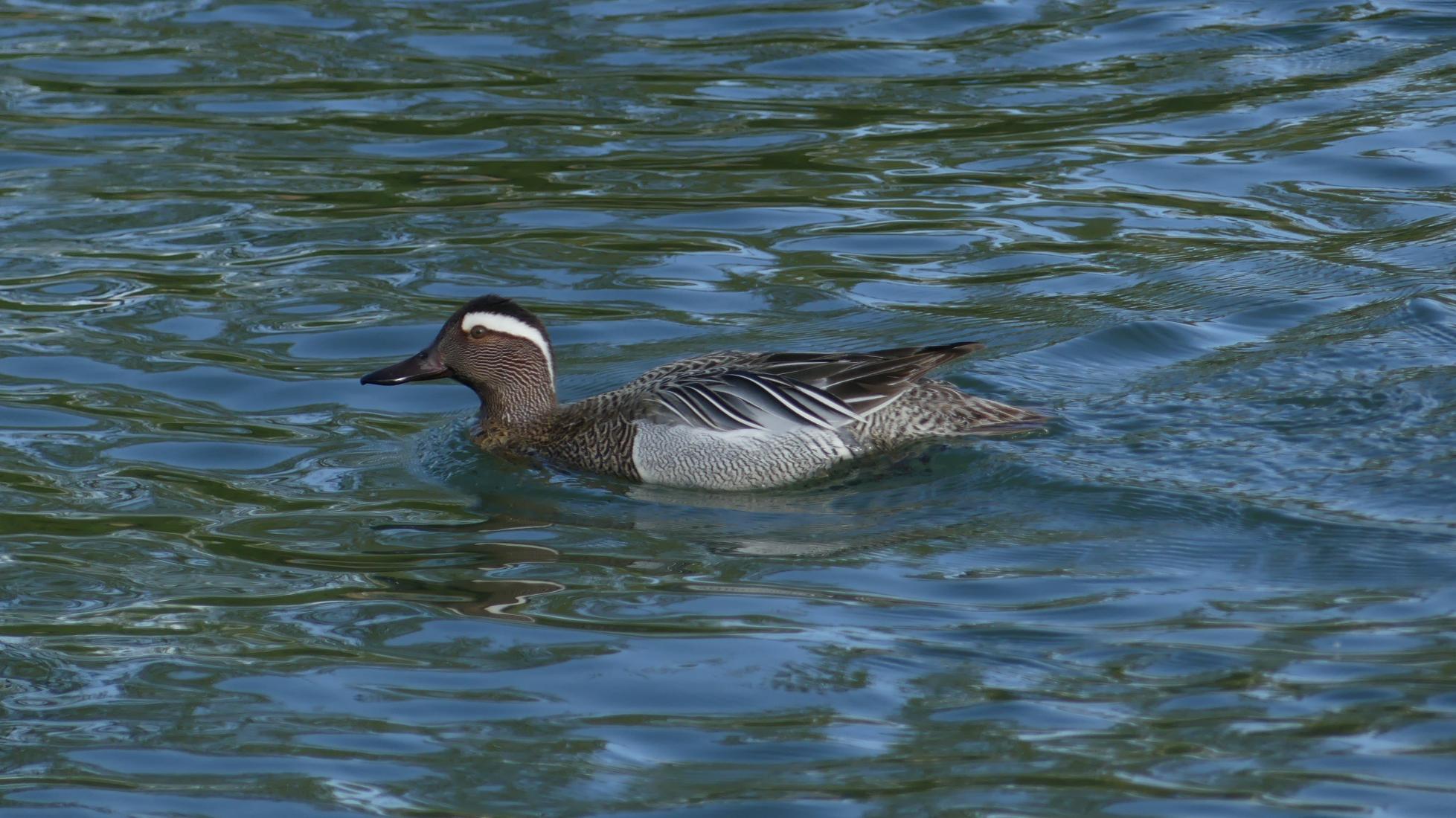 Knäckente