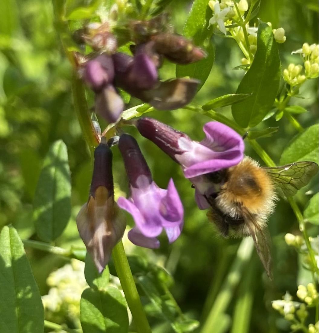 Ackerhummel 