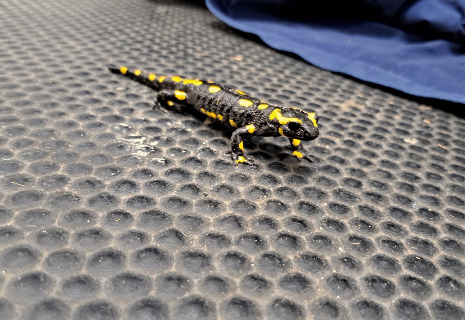 Feuersalamander