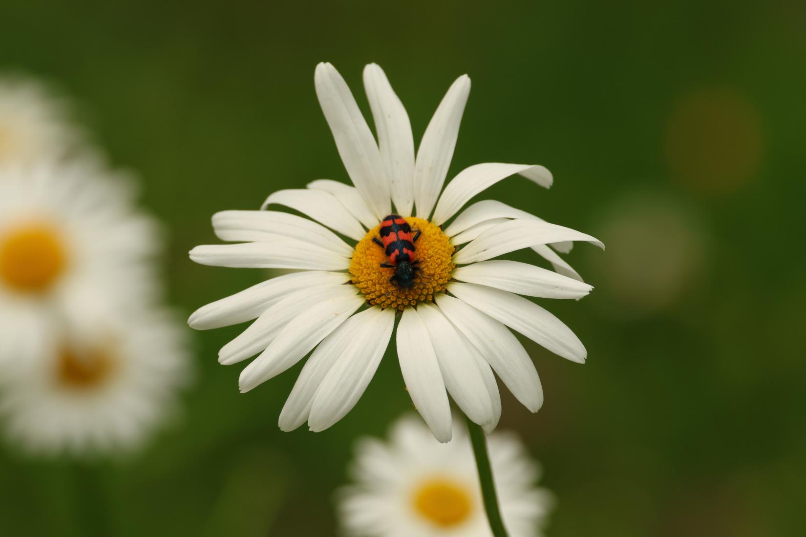 Geimeiner Bienenkäfer