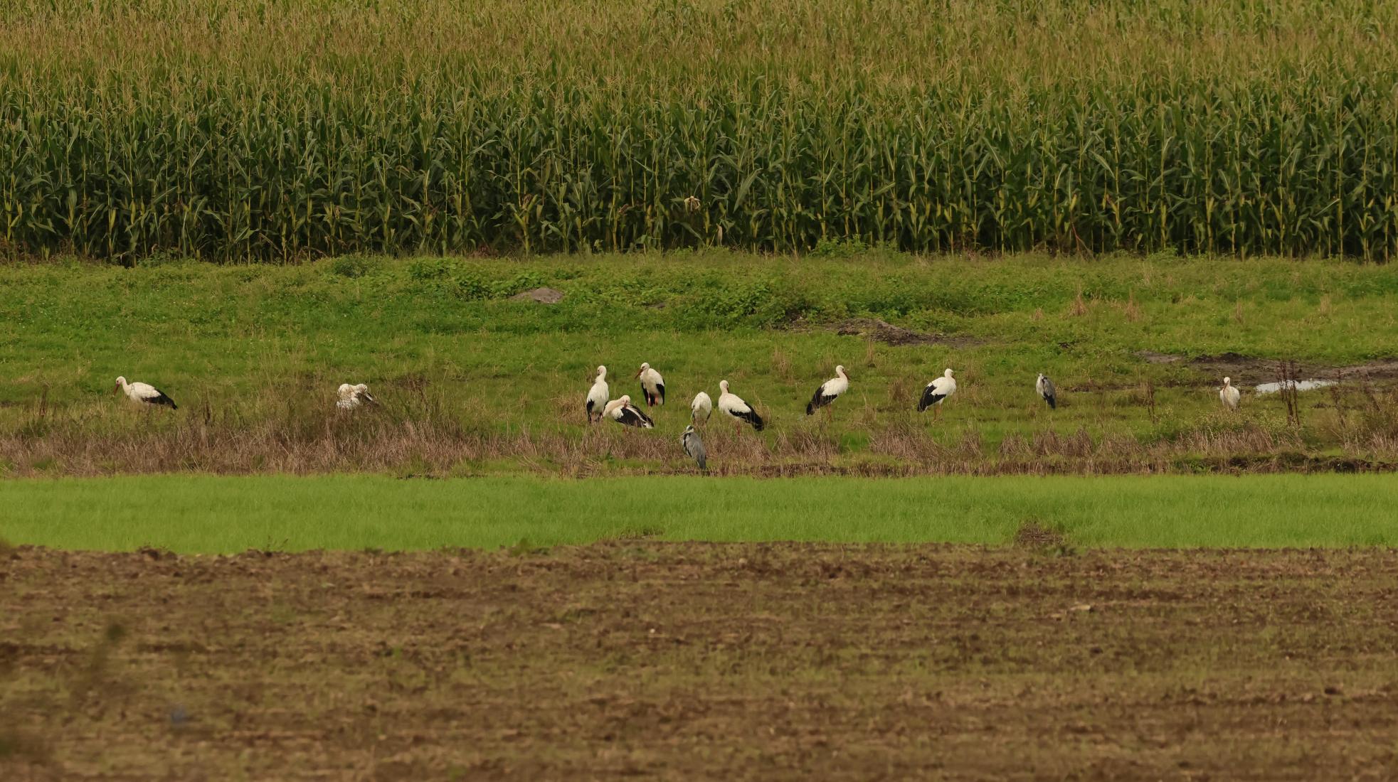 Weissstorch