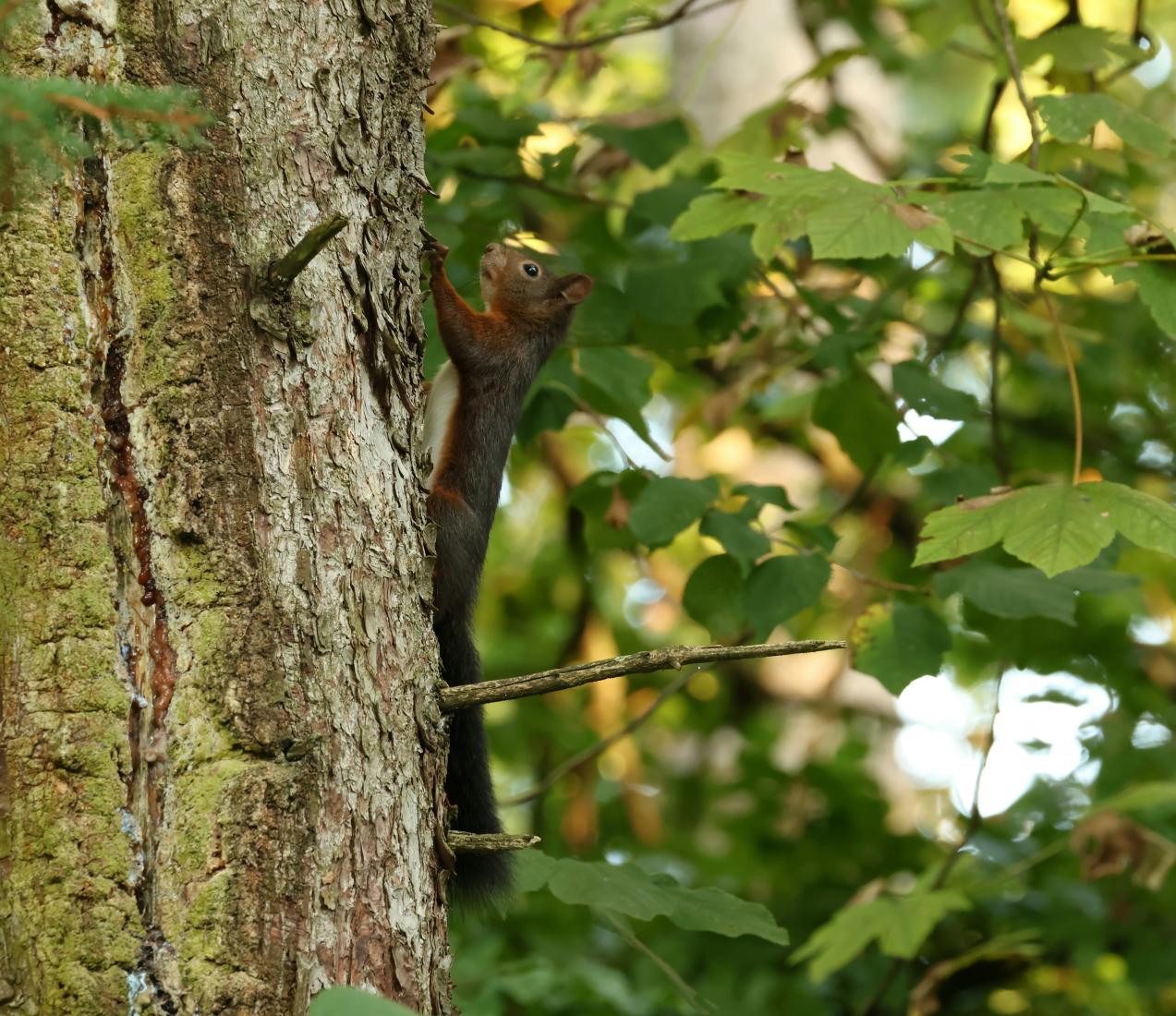 Eichhörnchen