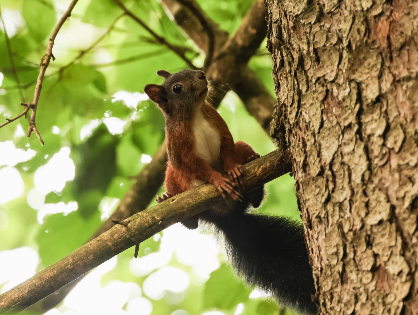 Eichhörnchen