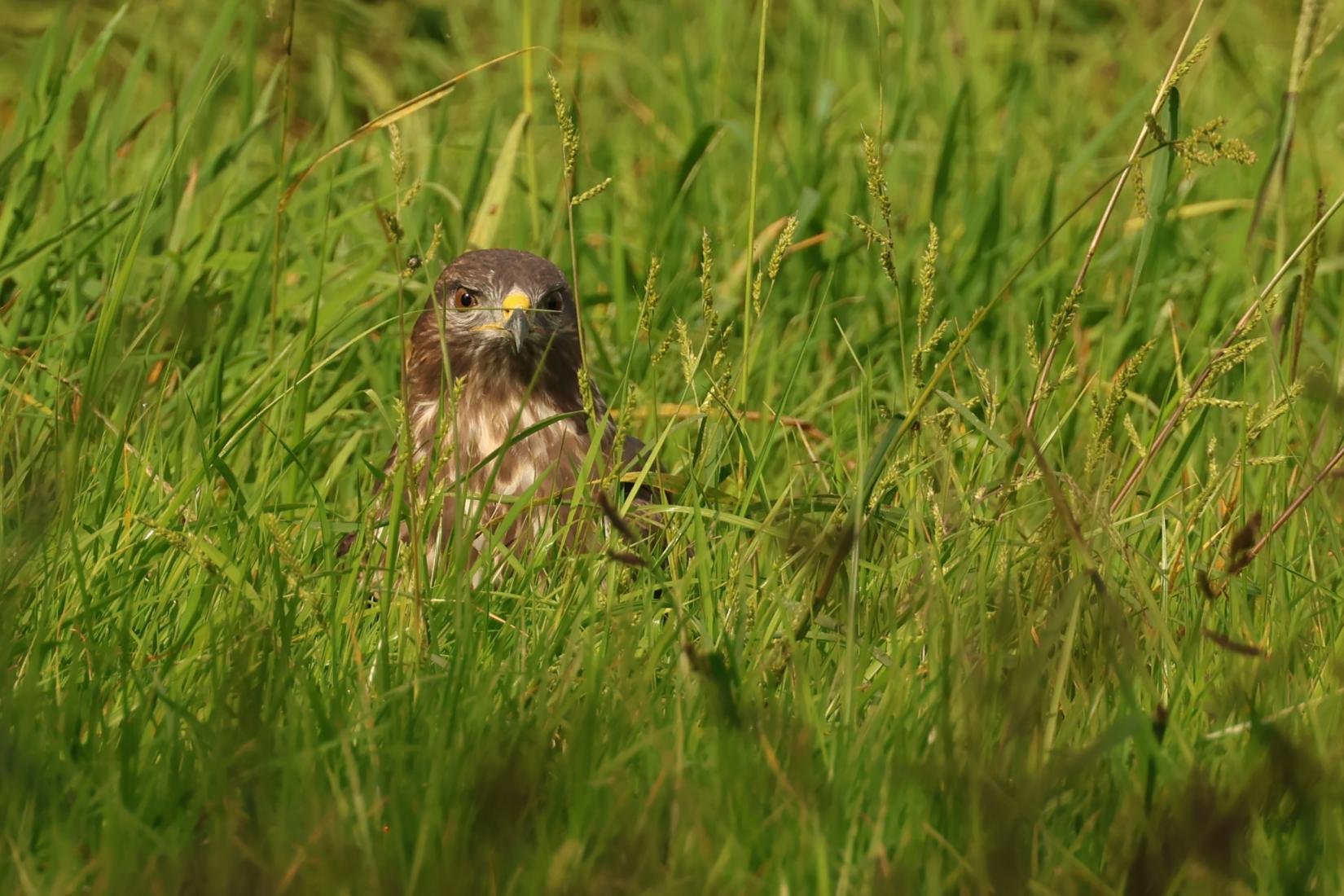 Mäusebussard