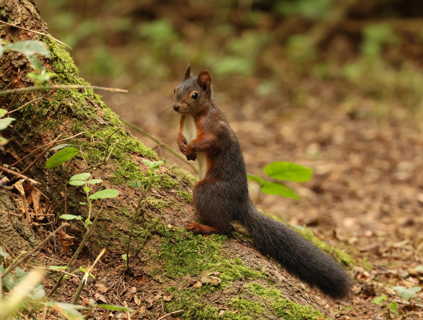 Eichhörnchen