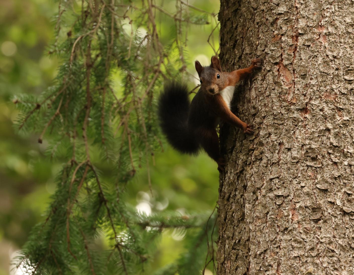 Eichhörnchen