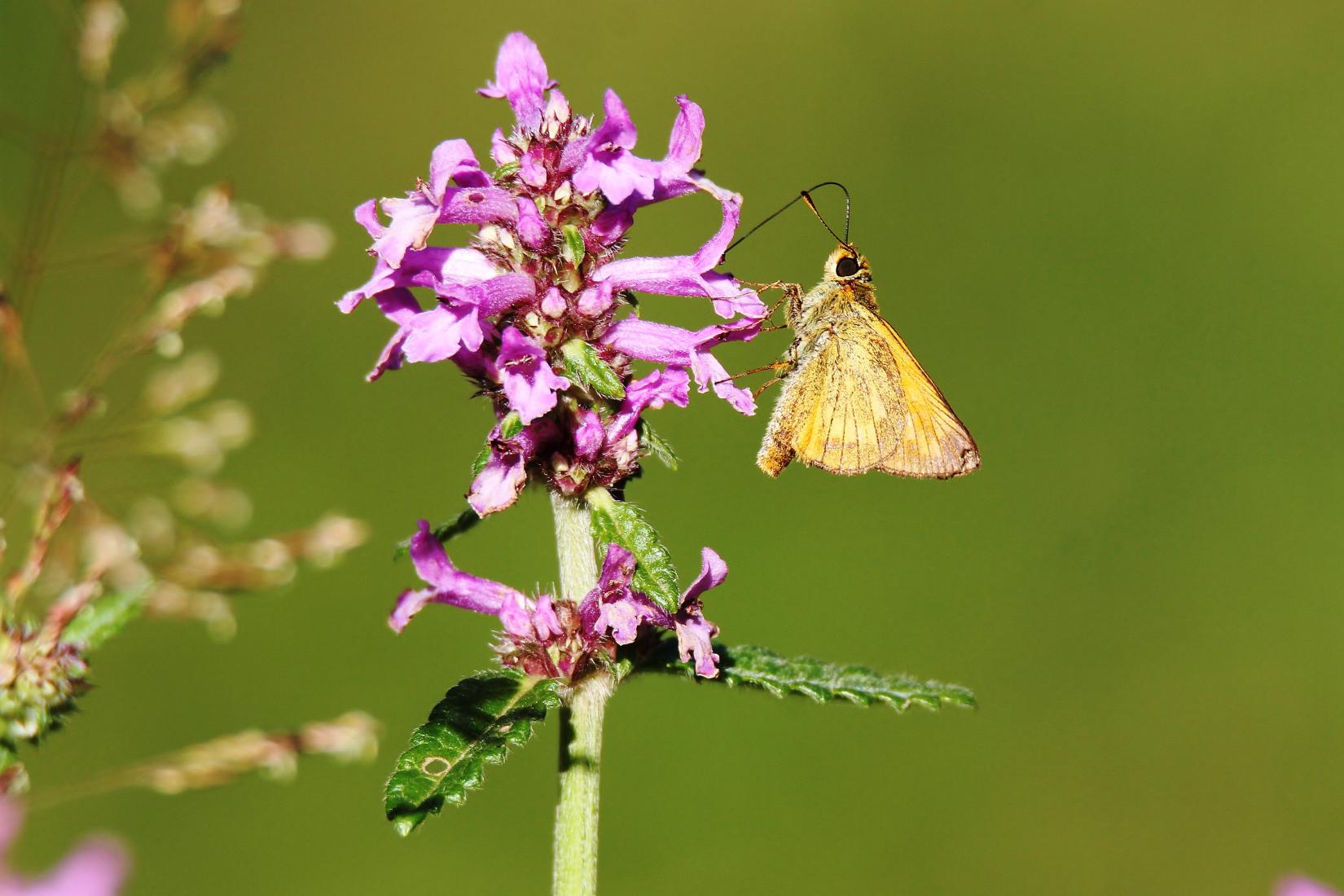 Schmetterling