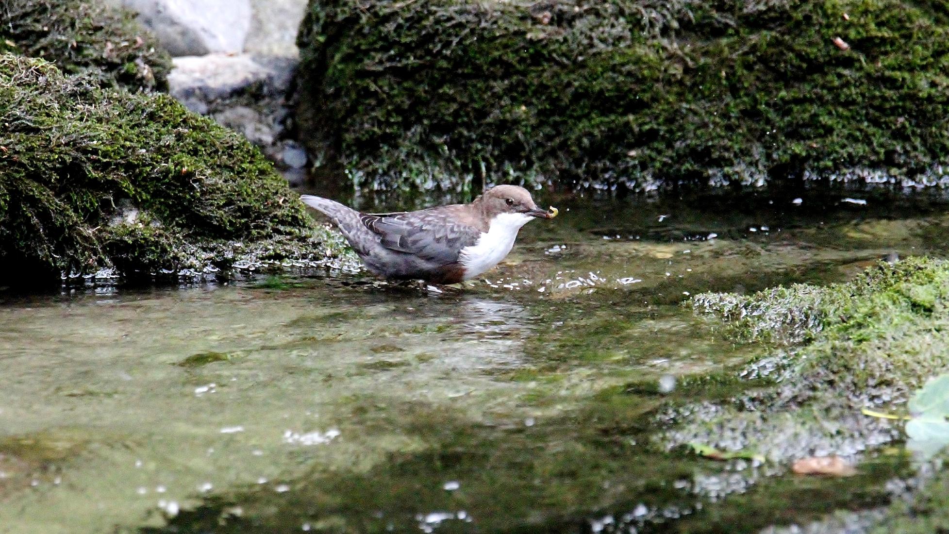 Wasseramsel