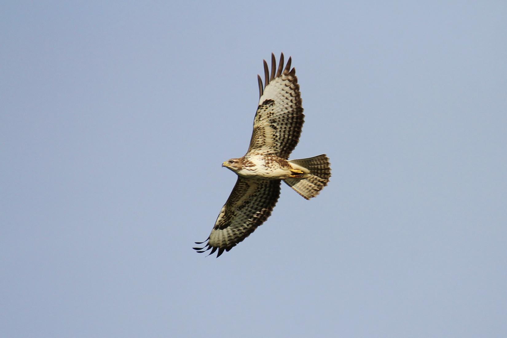 Mäusebussard