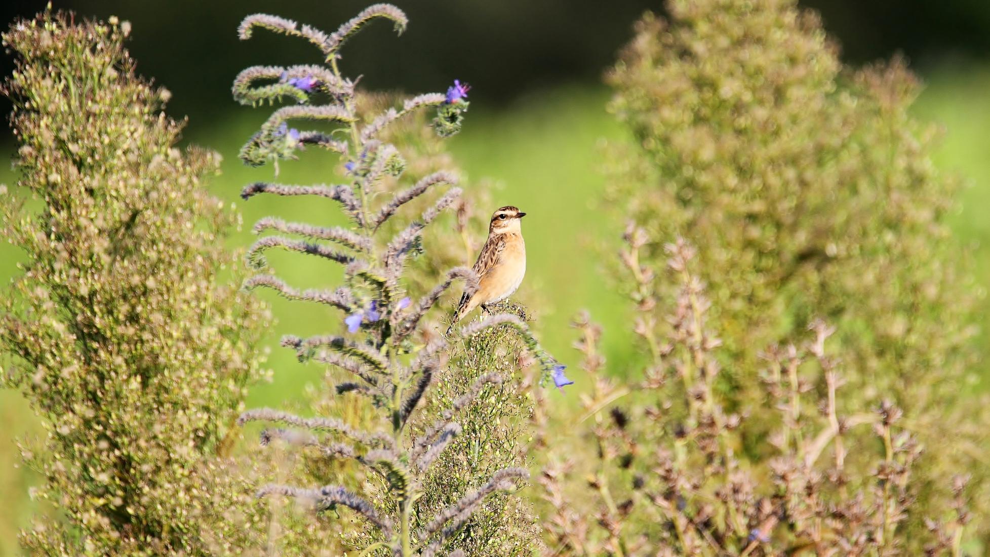 Braunkehlchen