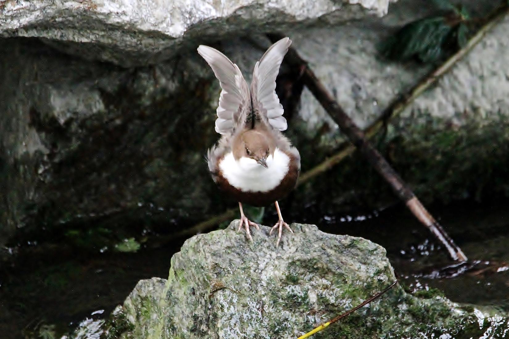 Wasseramsel