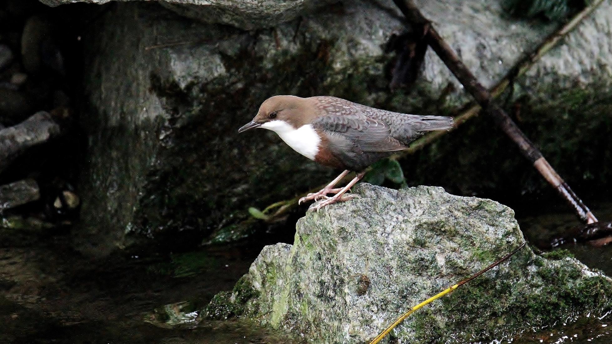 Wasseramsel