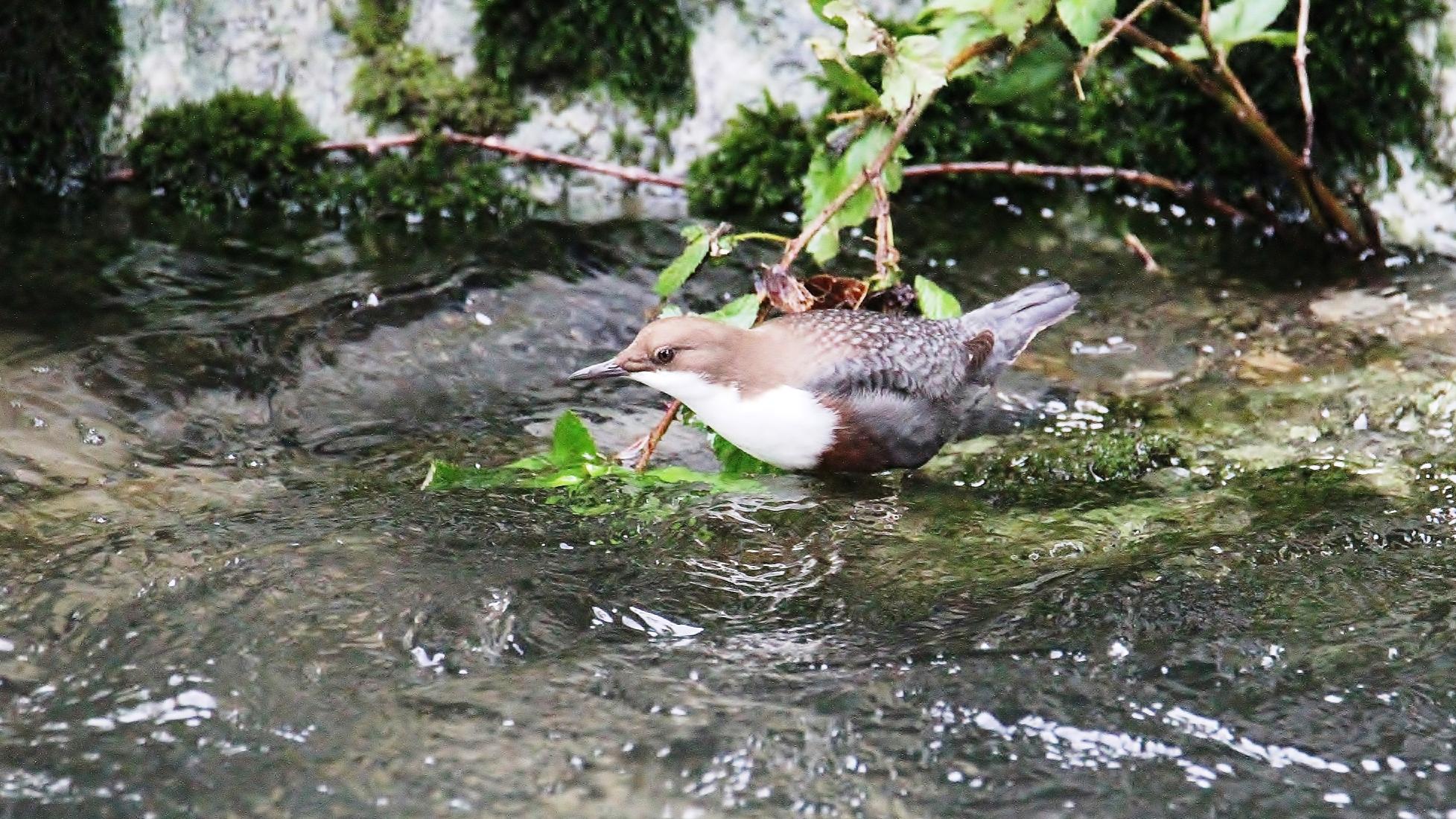 Wasseramsel