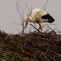 Weissstorch