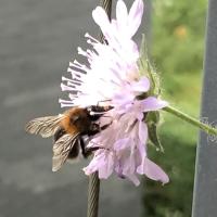 Baumhummel