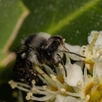 Graue Sandbiene (Andrena cineraria)