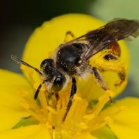 Rote Ehrenpreis-Sandbiene (Andrena labiata)