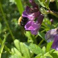 Ackerhummel 