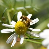 Halictus substratus