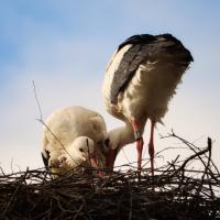 Weissstorch