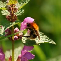 Ackerhummel 