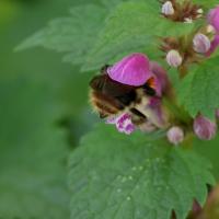 Ackerhummel 