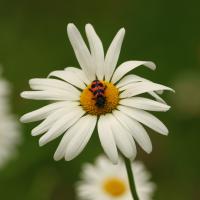 Geimeiner Bienenkäfer