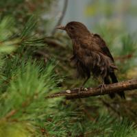 Amsel