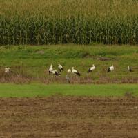 Weissstorch