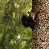 Eichhörnchen