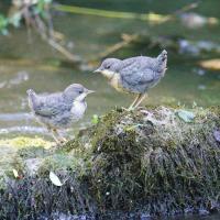 Wasseramsel