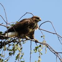 Mäusebussard