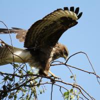 Mäusebussard