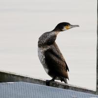 Kormoran