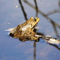 Wasserfrosch-Komplex