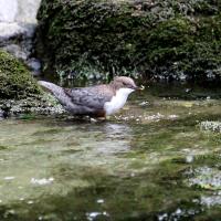 Wasseramsel