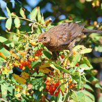 Amsel