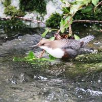 Wasseramsel