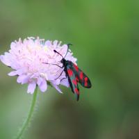 Gewöhnliches Widderchen